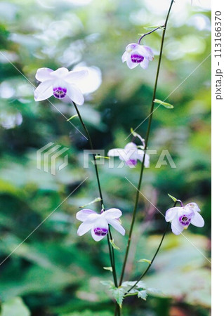 森の妖精といわれる夏の花レンゲショウマ 113166370