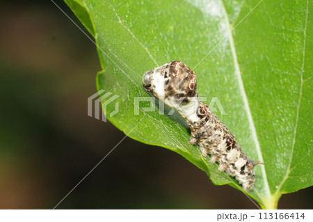 クワコの幼虫 113166414
