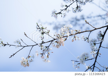 青空に映える桜 青空に映える桜 113166423