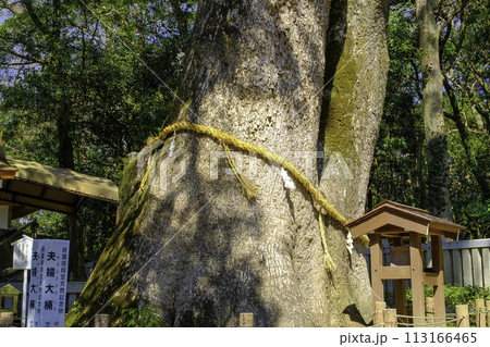 夫婦大楠 113166465