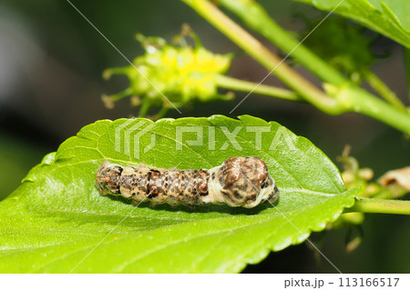 クワコの幼虫とマグワの実 クワコの幼虫とマグワの実 113166517