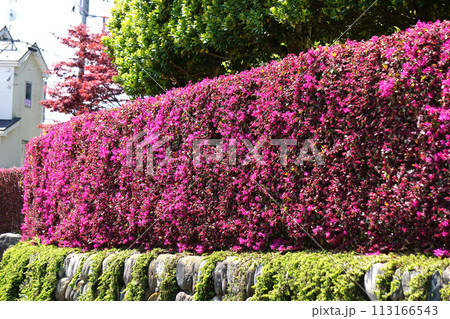 マンサク　生垣 113166543