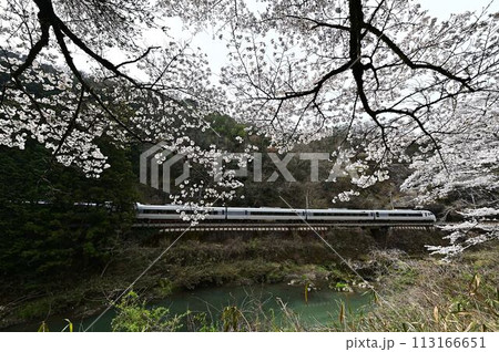桜咲く川代渓谷 113166651