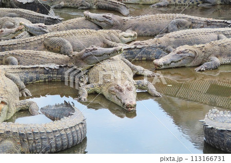 【大分県】別府地獄めぐり 鬼山地獄 113166731