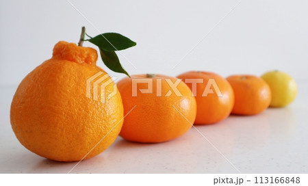 並んだ5種の柑橘類 113166848