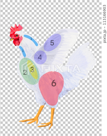 にわとり（部位図）数字入り 113166903