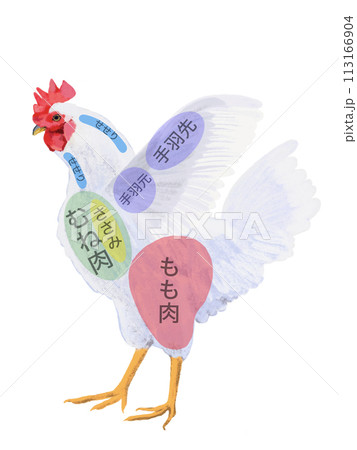 にわとり(部位図)文字入り にわとり(部位図)文字入り 113166904