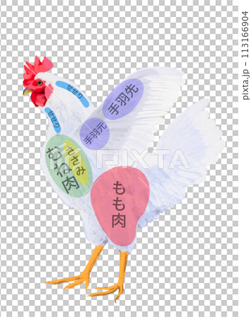 にわとり(部位図)文字入り にわとり(部位図)文字入り 113166904