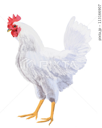 にわとり（雄鶏） 113166907