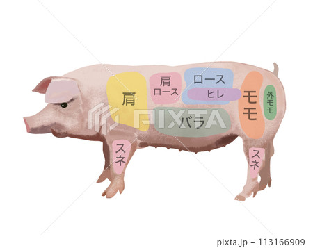 豚（部位図）文字入りのイラスト素材 [113166909] - PIXTA