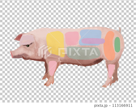 豚（部位図）文字なし 113166911