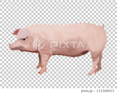 Pig  113166913