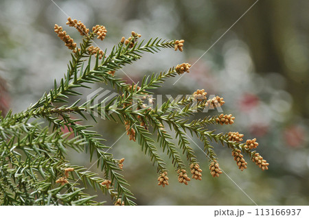 日本一長寿で日本一樹高の高い杉の花と葉 日本一長寿で日本一樹高の高い杉の花と葉 113166937