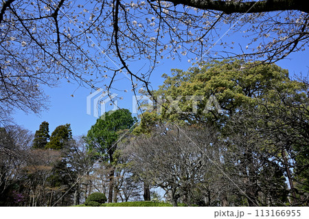 戸定ヶ丘歴史公園、桜の咲き始め 113166955