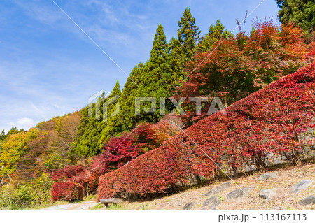 群馬県安中市の秋 紅葉のアプトの道 碓氷湖 群馬県安中市の秋 紅葉のアプトの道 碓氷湖 113167113