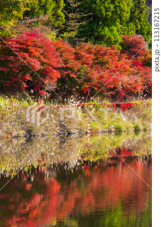群馬県安中市の秋 紅葉のアプトの道 碓氷湖 群馬県安中市の秋 紅葉のアプトの道 碓氷湖 113167215