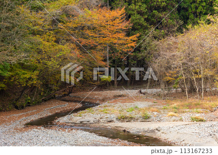 群馬県安中市の秋　紅葉のアプトの道　碓氷湖 113167233