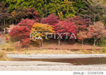 群馬県安中市の秋　紅葉のアプトの道　碓氷湖 113167236