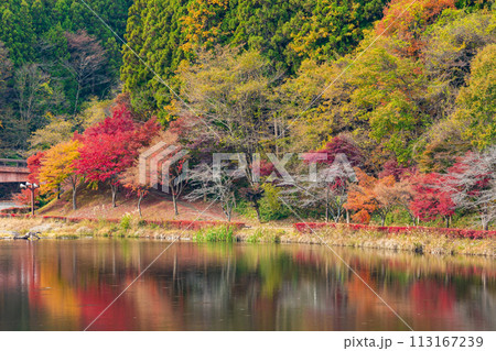 群馬県安中市の秋 紅葉のアプトの道 碓氷湖 群馬県安中市の秋 紅葉のアプトの道 碓氷湖 113167239