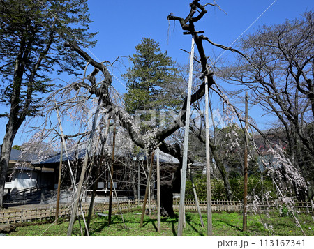 真間山弘法寺の伏姫桜、咲き始め 真間山弘法寺の伏姫桜、咲き始め 113167341