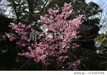真間山弘法寺の桜 113167348