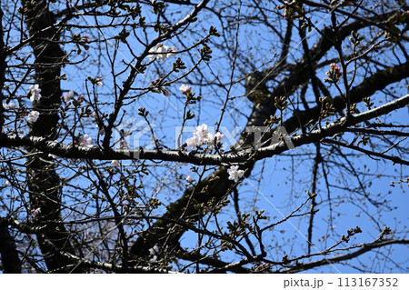 真間山弘法寺の桜、咲き始め 真間山弘法寺の桜、咲き始め 113167352