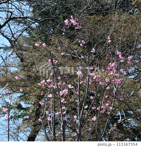 真間山弘法寺の桜、咲き始め 113167354