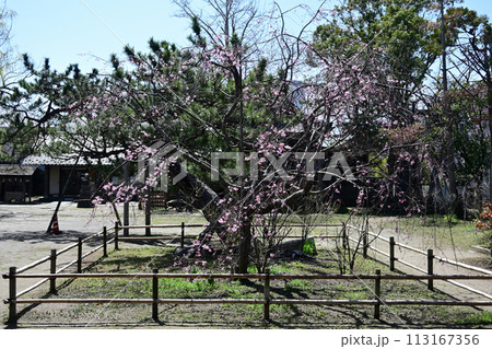 手児奈霊堂の桜、咲き始め 手児奈霊堂の桜、咲き始め 113167356