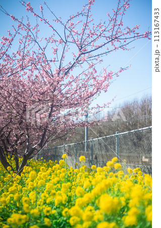 河津桜と菜の花 河津桜と菜の花 113167433
