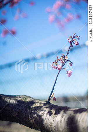 河津桜と空 河津桜と空 113167437