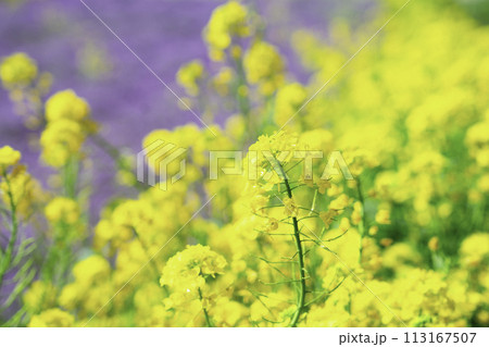 菜の花　花畑 113167507