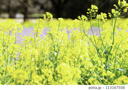 菜の花 花畑 菜の花 花畑 113167508