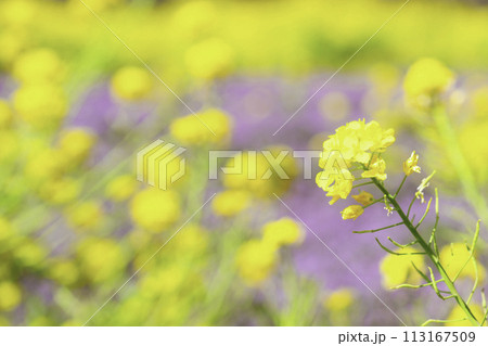 菜の花　花畑 113167509