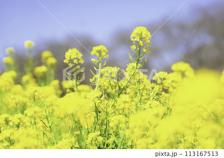 菜の花 花畑 菜の花 花畑 113167513