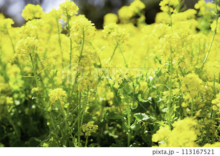 菜の花　花畑 113167521