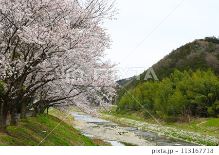 川沿いに咲く桜 穏やかな春の日 川沿いに咲く桜 穏やかな春の日 113167718