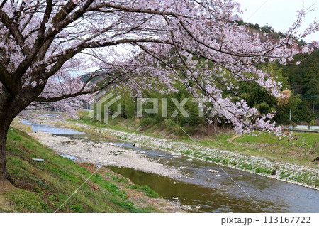 川沿いに咲く桜 穏やかな春の日 川沿いに咲く桜 穏やかな春の日 113167722