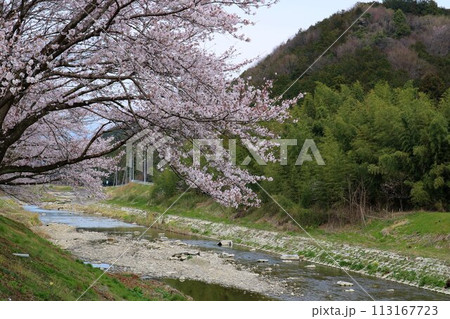 川沿いに咲く桜  穏やかな春の日 113167723