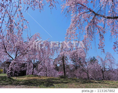 兵庫県 加古川 宗佐厄神八幡神社 枝垂れ桜 113167802