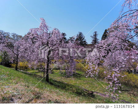 兵庫県 加古川 宗佐厄神八幡神社 枝垂れ桜 兵庫県 加古川 宗佐厄神八幡神社 枝垂れ桜 113167814