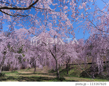 兵庫県 加古川 宗佐厄神八幡神社 枝垂れ桜 113167820