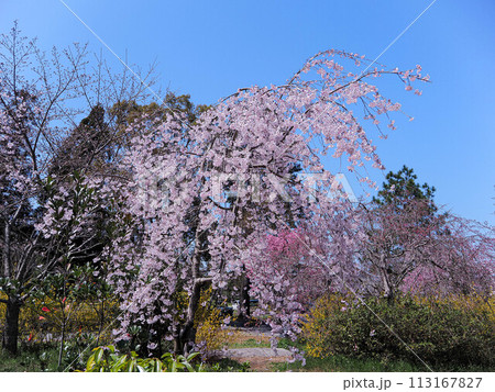 兵庫県 加古川 宗佐厄神八幡神社 枝垂れ桜 113167827
