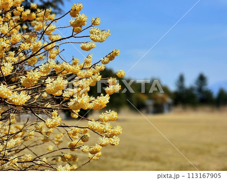 草原にミツマタの花 草原にミツマタの花 113167905