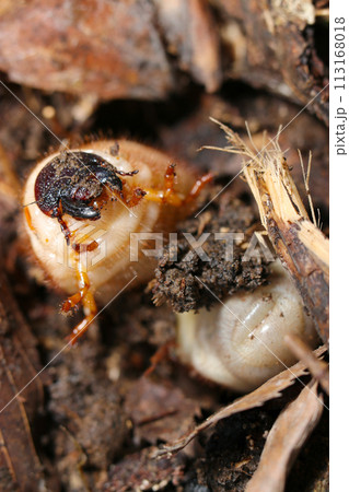 自然の中ですくすくと大きく育つカブトムシの幼虫ポートレート（自然光＋ストロボ、マクロ接写撮影） 113168018
