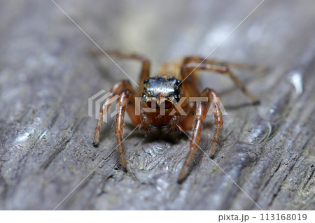 春、ポーズをとるデーニッツハエトリグモ（自然光＋ストロボ、マクロ接写撮影） 113168019