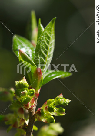 春、若々しいコクサギの冬芽と新葉（自然光＋ストロボ、マクロ接写撮影） 113168020