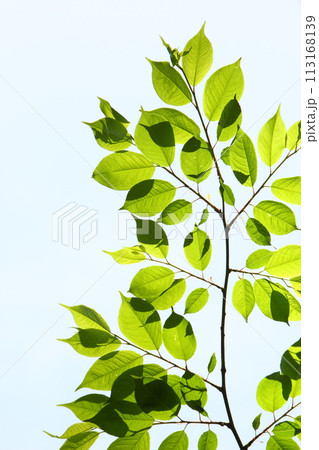 新緑のクローズアップ 【空背景】 新緑のクローズアップ 【空背景】 113168139