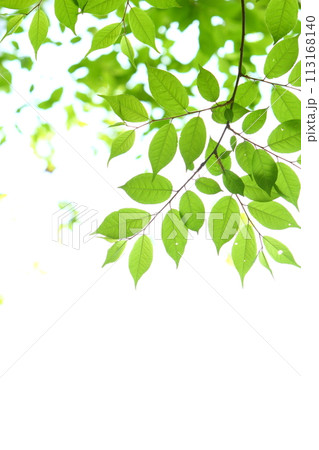 色鮮やかな新緑の葉のクローズアップ 【白背景】 【空背景】 113168140