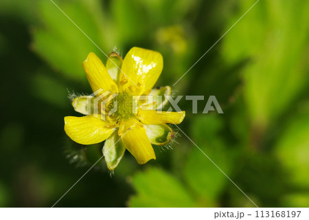 かわいらしい光沢のあるケキツネノボタンの黄花（自然光＋ストロボ、マクロ接写撮影） 113168197