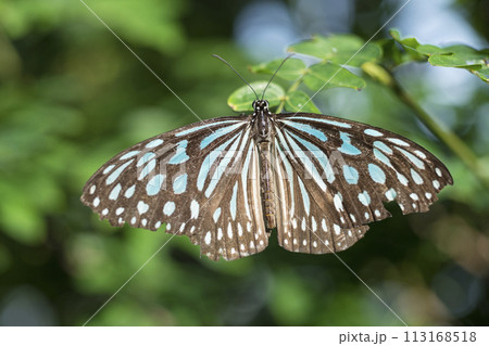 葉に止まる 葉に止まる 113168518
